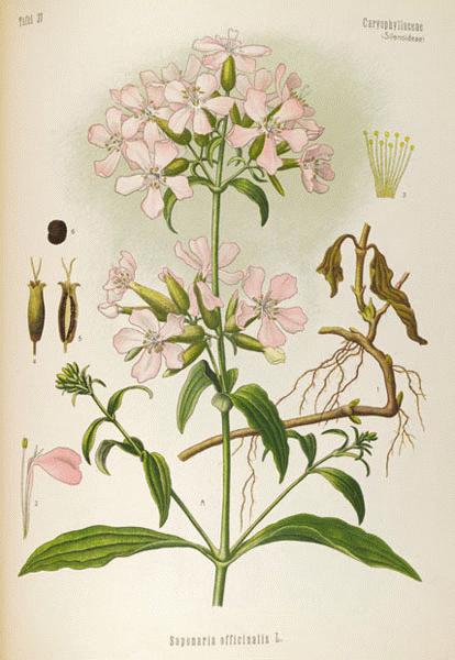 common soapwort